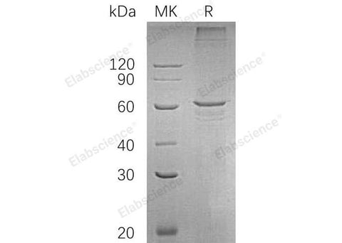 > 80 % as determined by reducing SDS-PAGE.