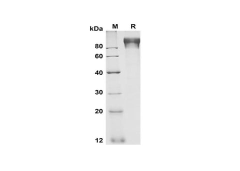 SDS-PAGE analysis of Human G-CSF R/CD114 proteins, 2 μg/lane of Recombinant Human G-CSF R/CD114 proteins was resolved with SDS-PAGE under reducing conditions, showing bands at 90-100 kDa.
