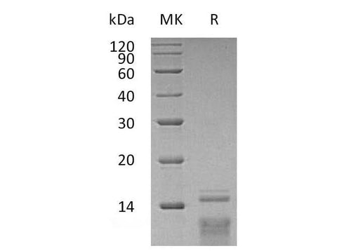 Recombinant Human TSLP Protein - ABMIUM