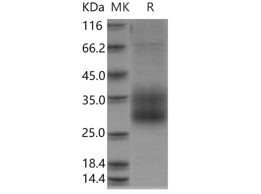 > 95 % as determined by reducing SDS-PAGE.