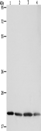 Anti-Human/Mouse/Rat BAX Antibody - ABMIUM