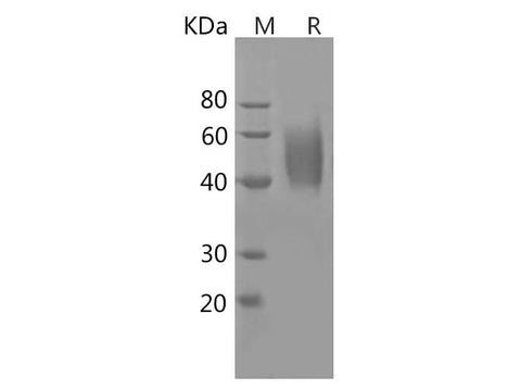 SDS-PAGE analysis of Mouse TNFα proteins, 2 μg/lane of Recombinant Mouse TNFα proteins was resolved with SDS-PAGE under reducing conditions, showing bands at 40-50 kDa.