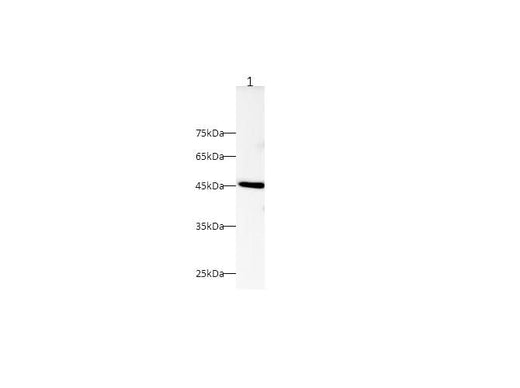 Anti-Mouse ERK 1/2 Antibody - ABMIUM