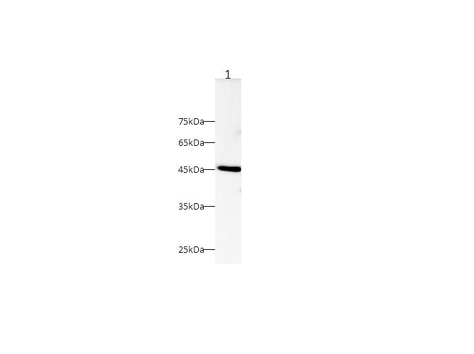 Anti-Mouse ERK 1/2 Antibody - ABMIUM