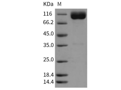 > 97 % as determined by reducing SDS-PAGE.
