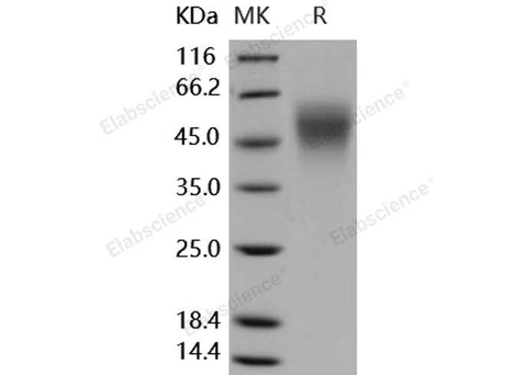 Recombinant Human ICAM-2/CD102 Protein (His Tag) - ABMIUM