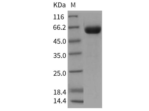 > 95 % as determined by reducing SDS-PAGE.