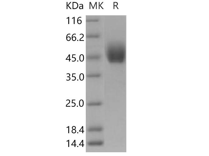 > 95 % as determined by reducing SDS-PAGE.