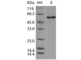 > 95 % as determined by reducing SDS-PAGE.
