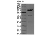 > 85 % as determined by reducing SDS-PAGE.