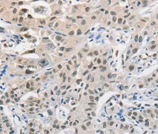 Anti-Human/Mouse/Rat CDC27 Antibody