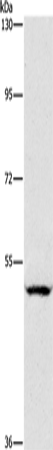 Anti-Human SIGLEC7 Antibody - ABMIUM