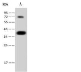 Anti-Human CGREF1 Antibody [B186]