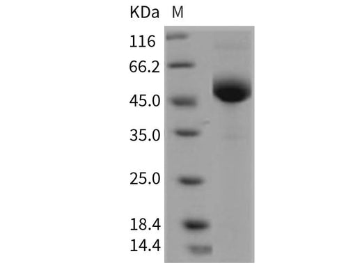 > 95 % as determined by reducing SDS-PAGE.