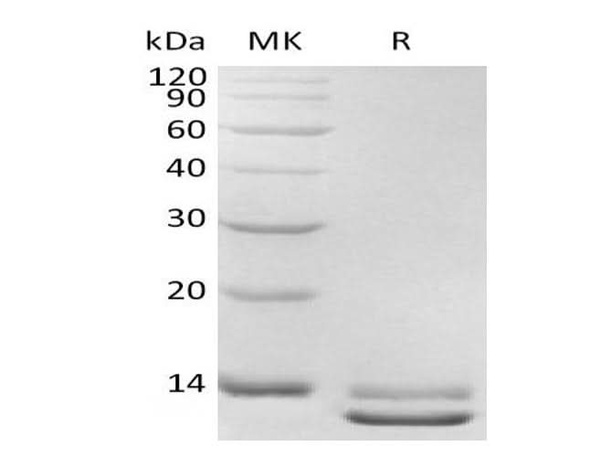 Recombinant Human TGFB3 Protein - ABMIUM