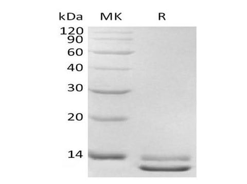 Recombinant Human TGFB3 Protein - ABMIUM