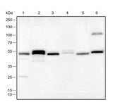 Anti-Human/Rat/Mouse FLI1 Antibody [A222]
