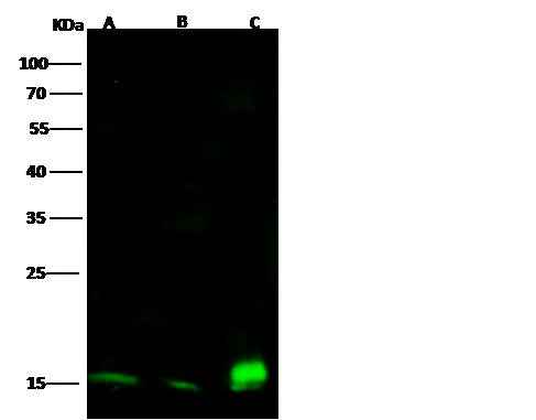Anti-Mouse CD53 Antibody [B480] - ABMIUM