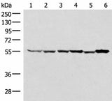 Western blot analysis of 293T HepG2 K562 HT29 A549 and Raji cell lysates using RUVBL1 Polyclonal Antibody at dilution of 1:2000