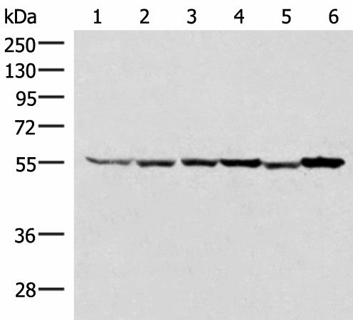 Western blot analysis of 293T HepG2 K562 HT29 A549 and Raji cell lysates using RUVBL1 Polyclonal Antibody at dilution of 1:2000