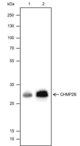 Anti-Human CHMP2B Antibody [A441] - ABMIUM