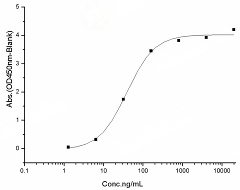 Measured by its binding ability in a functional ELISA. Immobilized human ACE2 protein (Fc tag)(Cat: PKSH031870) at 2 μg/mL (100 μL/well) can bind SARS-CoV-2 (2019-nCoV) Spike RBD-His (K458R) Recombinant Protein (PKSR030525), the EC<sub>50</sub> of SARS-CoV-2 (2019-nCoV) Spike RBD-His (K458R) Recombinant Protein (PKSR030525) is 20-50 ng/mL.