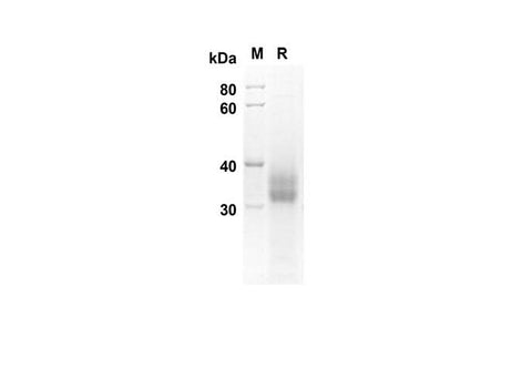 SDS-PAGE analysis of Rat TNFRSF9 proteins, 2 μg/lane of Recombinant Rat TNFRSF9 proteins was resolved with an SDS-PAGE under reducing conditions, showing bands at 18.1 kDa.