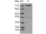 > 85 % as determined by reducing SDS-PAGE.