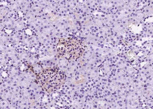 Anti-Rat ICAM1 Antibody [B513] - ABMIUM