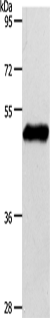 Anti-Human/Mouse/Rat S1PR1 Antibody - ABMIUM