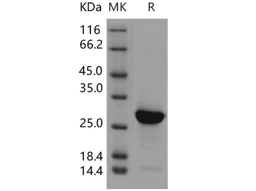 > 92 % as determined by reducing SDS-PAGE.