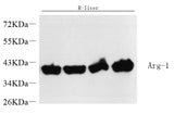 Western Blot analysis of various samples using ARG1 Polyclonal Antibody at dilution of 1:10000.