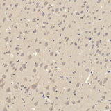 Immunohistochemistry analysis of paraffin-embedded rat cortex using TAC1 Polyclonal Antibody at dilution of 1:300.