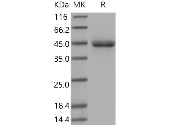 > 97 % as determined by reducing SDS-PAGE.