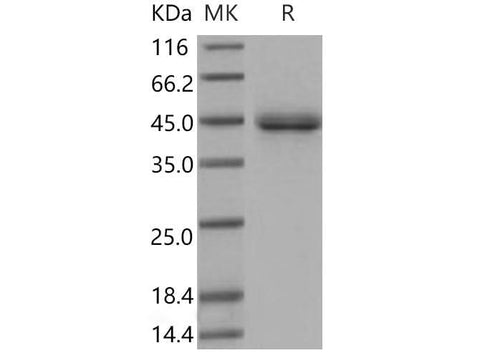 > 97 % as determined by reducing SDS-PAGE.
