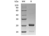 Recombinant Human BID Protein - ABMIUM