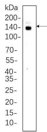 Anti-Human/Mouse/Rat CTCF Antibody [B648]