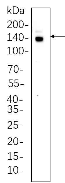 Anti-Human/Mouse/Rat CTCF Antibody [B648]