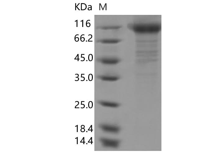 > 85 % as determined by reducing SDS-PAGE.