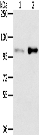 Anti-Human/Mouse SLTM Antibody - ABMIUM