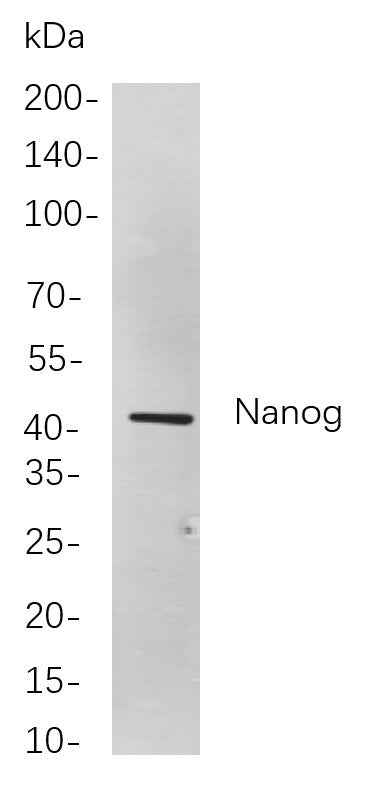 Anti-Human Nanog Antibody [B820] - ABMIUM