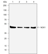 Anti-Human/Rat/Mouse NCK1 Antibody [A741]