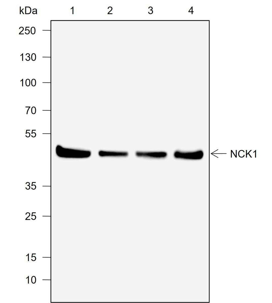 Anti-Human/Rat/Mouse NCK1 Antibody [A741]