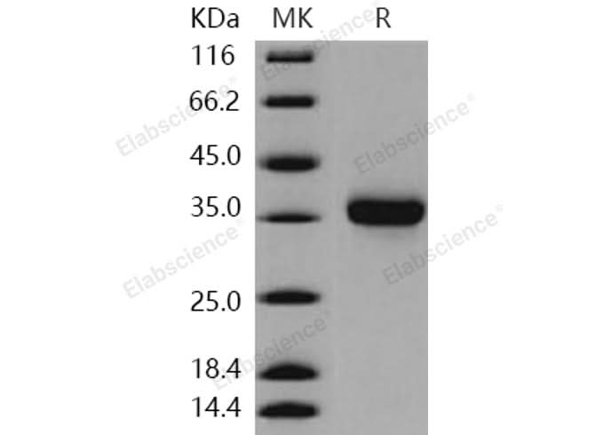 > 98 % as determined by reducing SDS-PAGE.