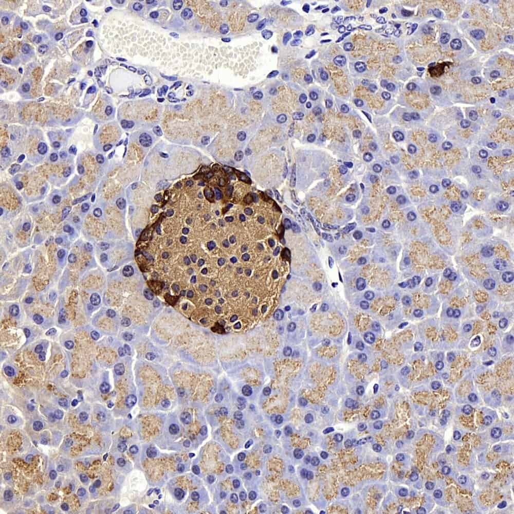 Immunohistochemistry analysis of paraffin-embedded mouse pancreas using GCG Polyclonal Antibody at dilution of 1:300.