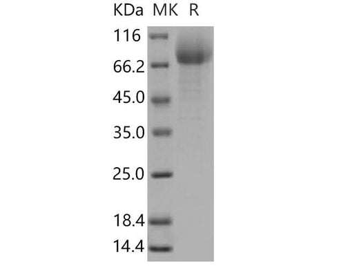 > 92 % as determined by reducing SDS-PAGE.