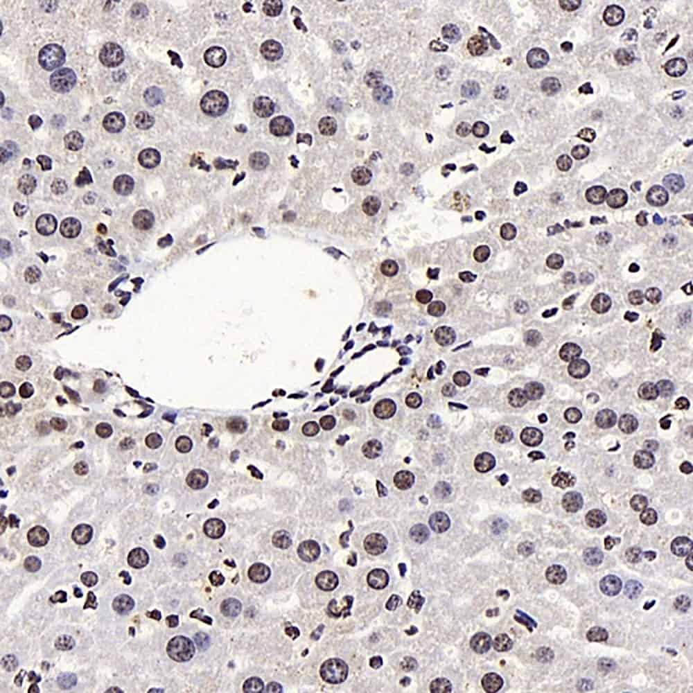 Immunohistochemistry analysis of paraffin-embedded mouse liver using LXR alpha Polyclonal Antibody at dilution of 1:400.