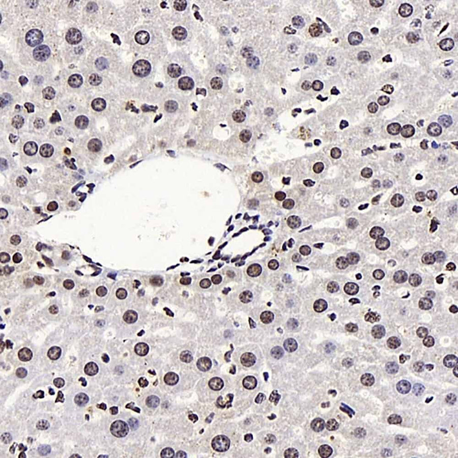 Immunohistochemistry analysis of paraffin-embedded mouse liver using LXR alpha Polyclonal Antibody at dilution of 1:400.