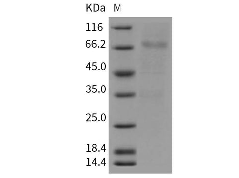 > 80 % as determined by reducing SDS-PAGE.