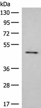 Western blot analysis of Mouse small intestines tissue lysate using SCRN2 Polyclonal Antibody at dilution of 1:350